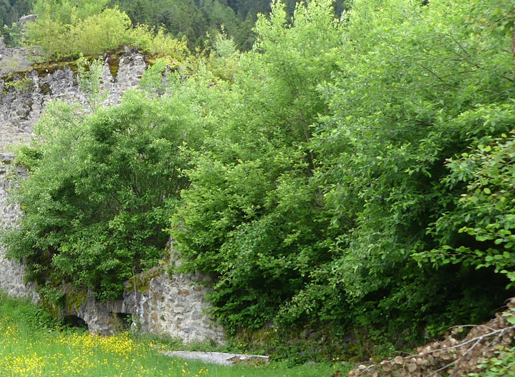 Ortenburg: die überwucherten Reste des Westtraktes.